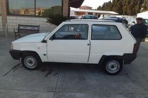 Fiat panda  i.e. cat young